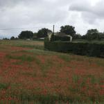 Poppies are popping up everywhere.