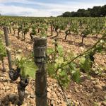 The rocky soil around the future Chateauneuf-du-Pape wine.