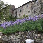 The pretty irises in the garden of Palazzo Squarcialupi in Castellina.