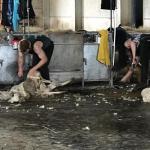 Shearing day at the farm.