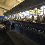 The sheep enjoying their lunch while getting milked.  