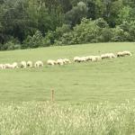 Some of the farm's pecorino cheese producers.