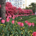 Gorgeous flowers in Stresa.