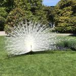 This white peacock was definitely showing off for everyone.