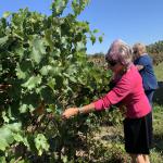 Carol finds a few grapes left on the vine after harvest.