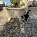 A furry friend at the farm.