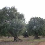 Massive olive trees in Puglia.