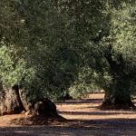 Massive 1000-year old Olive trees.
