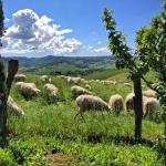 FUTURE PECORINO CHEESE.