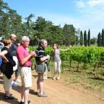 A walk in the vineyards.