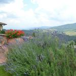 The lavender was beginning to bloom and the smell was wonderful.