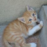One of the farm kittens.
