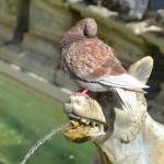 A pigeon waits for a drink at the Fountain of Joy.