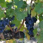 Plump grapes ready for harvest.