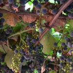 Grapes ripe on the arbor.