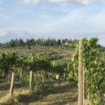 Vernaccia Vineyards around San Gimignano.