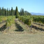The vineyars of Avignonesi.