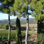 Vinyards of Castello Banfi.