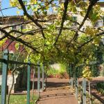 The arbor in the garden covered with grape vines.
