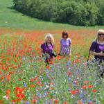 Enjoying a field of spring poppies.