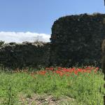 More poppies in Pompeii.