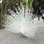 Truly "proud as a peacock" in the gardens of Isola Bella.