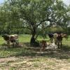 Our longhorns with Grandma Aggie in front.  New baby born in May 18'.